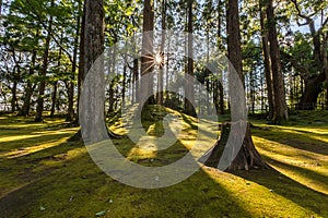 Sun ray coming through pine forest in Obi, Kyushu, Japan photo