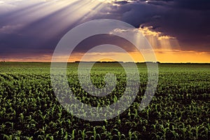Sun rays above the cornfields.