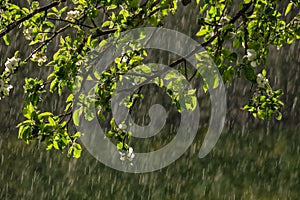 sun rays on apple tree leaves in garden with rain in background