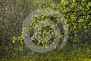 sun rays on apple tree leaves in garden with rain in background