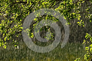 sun rays on apple tree leaves in garden with rain in background