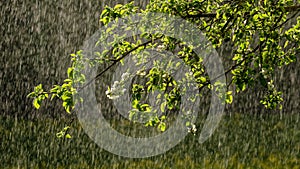 sun rays on apple tree leaves in garden with rain in background