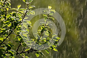 sun rays on apple tree leaves in garden with rain in background