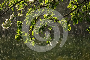 sun rays on apple tree leaves in garden with rain in background