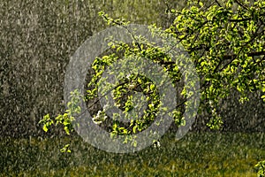 sun rays on apple tree leaves in garden with rain in background