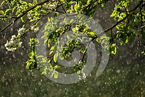 sun rays on apple tree leaves in garden with rain in background