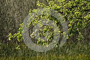 sun rays on apple tree leaves in garden with rain in background