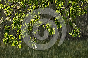 sun rays on apple tree leaves in garden with rain in background