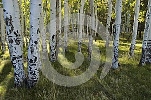 Sun Rays through Aspens