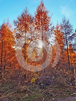 Sun Rays in Autumn Forest photo