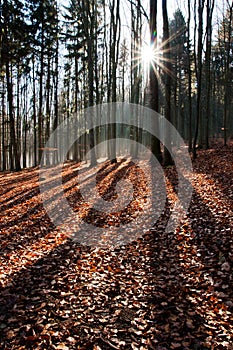 Sun rays in the autumn forest