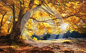 Sun rays through autumn trees. Natural autumn landscape in the forest.