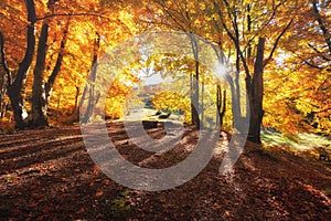 Sun rays through autumn trees. Natural autumn landscape in the forest.