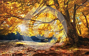 Sun rays through autumn trees. Natural autumn landscape in the forest. Autumn forest and sun as a background.