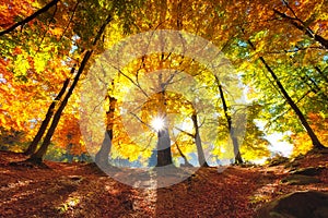 Sun rays through autumn trees. Natural autumn landscape in the forest. Autumn forest and sun as a background.