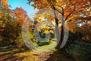 Sun rays through autumn trees. Natural autumn landscape in the forest. Autumn forest and sun as a background.