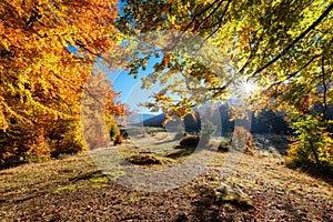 Sun rays through autumn trees. Natural autumn landscape in the forest. Autumn forest and sun as a background.