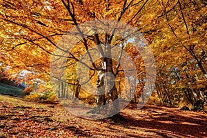 Sun rays through autumn trees. Natural autumn landscape in the forest. Autumn forest and sun as a background.