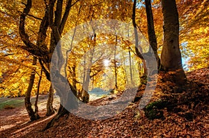 Sun rays through autumn trees. Natural autumn landscape in the forest. Autumn forest and sun as a background.