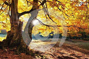 Sun rays through autumn trees. Natural autumn landscape in the forest. Autumn forest and sun as a background. Autumn landscape