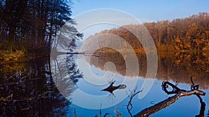 sun rays on bare tree branches, reflections on still water surface, beautiful early, misty late autumn dawn, wooden logs in lake