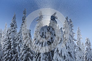 Sun rays break through the spruce dense winter forest against the background of the blue crystal sky