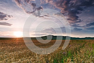 Sun rays and clouds over a crop field