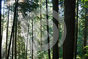 Sun rays crossing a misty fore