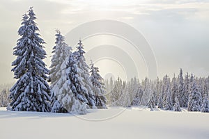 Sun rays enlighten the snowy lawn with fair trees. Majestic winter scenery. High mountain