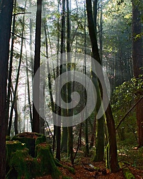 Sun rays fall into the mossy forest