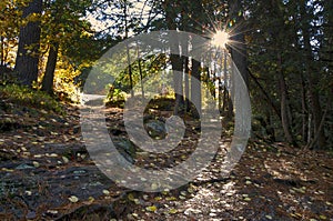 Sun rays through the forest in autumn