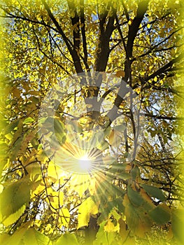 Sun rays in forest, autumn leaves