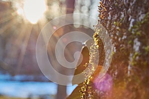 Sun rays in the forest. Winter landscape in the forest. Winter in the forest. Sunshine on a tree in the winter