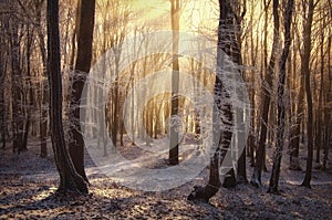 El sol rayos en congelado Bosque niebla 