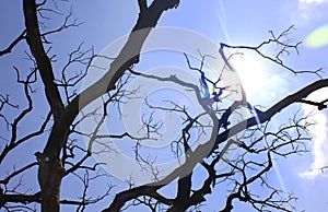 Sun rays with gloomy dead tree branches