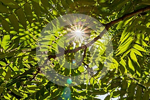 Sun rays through green leaves. Sunlight in trees foliage. Freshness concept. Nature and environment background.