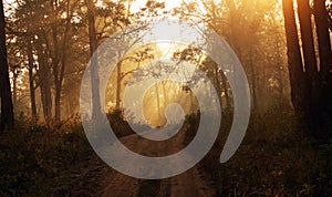 Sun rays inside a misty forest during dawn