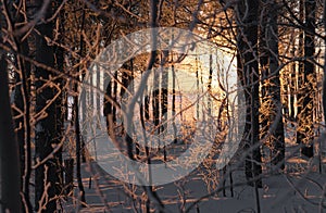 Sun rays through leafless trees