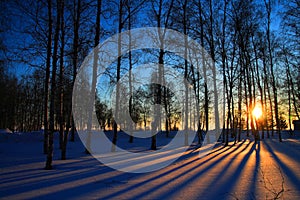 Sun rays through leafless trees