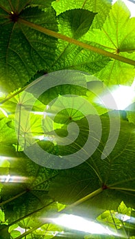 Sun rays through the leaves pattern