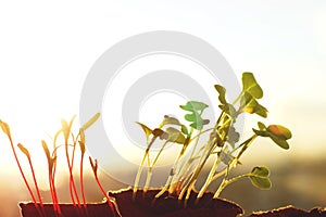 Sun rays on leaves of radishes and beets, copyspace.