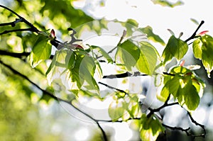 Sun rays and light shining through green leaves and tree branches. Spring. Summer.