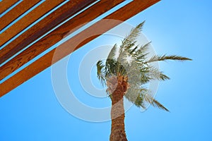 Sun rays make way through branches of palm tree. Relaxing concept