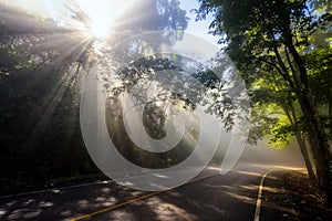 sun rays through mist and forest on road
