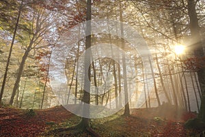 Sun rays through a misty autumn forest