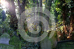 Sun rays on overgrown graves in cemetery