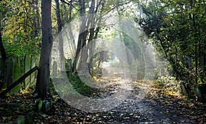 Sun rays into overgrown graveyard