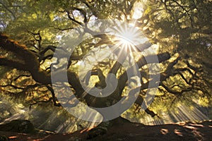 sun rays peeking through oak tree branches