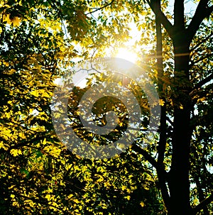 The sun rays penetrate through the leaves and branches of the photo