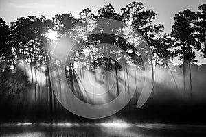 Sun rays penetrating a dense forest near the lake